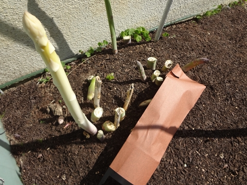 家庭菜園でホワイトアスパラ栽培