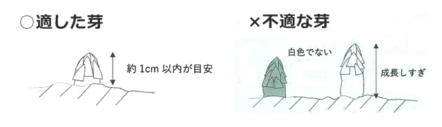 ホワイトアスパラに適した芽と不適な芽