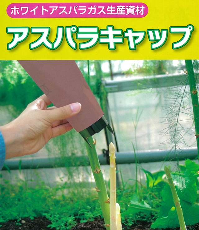 ホワイトアスパラガス生産資材アスパラキャップ